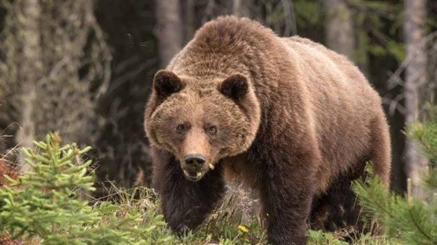 In Usa, un giudice blocca la caccia ai Grizzly