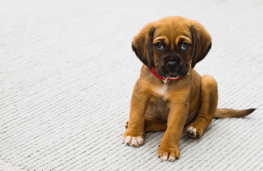 Con il cane in ufficio si sta meglio, ma poche le aziende pet-friendly