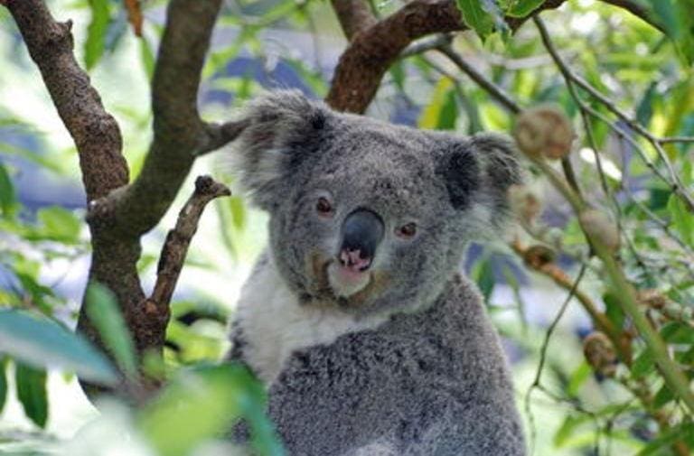 Australia, SOS koala: si stanno estinguendo. È possibile salvarli?